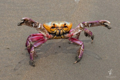 Halloween-Crab-II