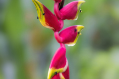 Heliconia-Rostrata