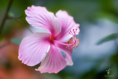 Hibiscus