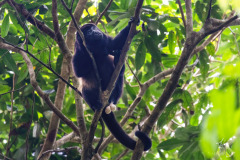Howler-Monkey-I