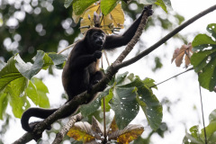Howler-Monkey-II