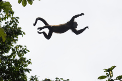 Howler-Monkey-III