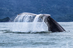 Humpback-Whale-I