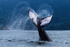 Humpback-Whale-II