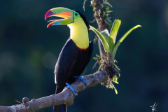 Keel-billed-Toucan-II
