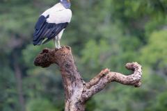 King-Vulture-I