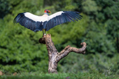 King-Vulture-II