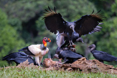 King-Vulture-V