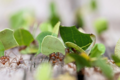 Leafcutter-Ant