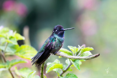 Magnificent-Hummingbird-I