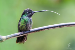 Magnificent-Hummingbird-II