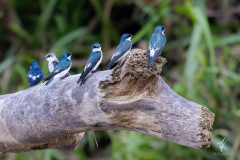 Mangrove-Swallow