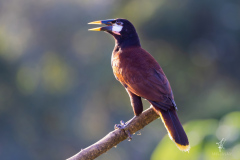 Montezuma-Oropendola-I