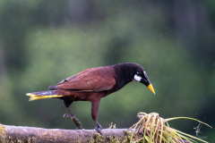 Montezuma-Oropendola-III