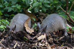 Nine-banded-Armadillo-II