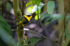 Orange-collared-Manakin