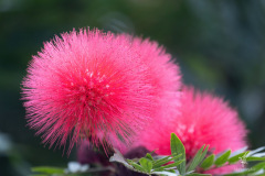 Pink-Powder-Puff-Bush