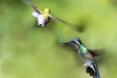 Purple-throated-Mountain-gem-I