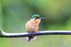 Purple-throated-Mountain-gem-II
