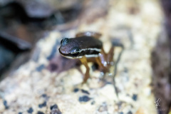 Rainforest-Rocketfrog
