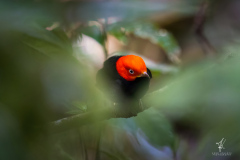 Red-capped-Manakin
