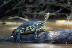 Red-eared-Slider