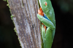 Red-eyed-Leaf-Frog-I
