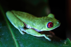 Red-eyed-Leaf-Frog-II