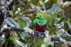 Resplendent-Quetzal-I
