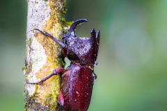 Rhinoceros-Beetle