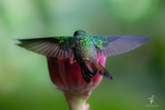 Rufous-tailed-Hummingbird-I