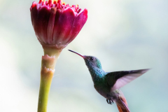 Rufous-tailed-Hummingbird-III