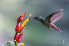Rufous-tailed-Hummingbird-IV