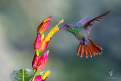 Rufous-tailed-Hummingbird-V