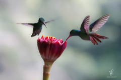 Rufous-tailed-Hummingbird-VIII