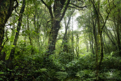 Santa-Elena-Cloud-Forest-Reserve-I