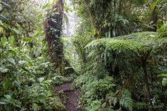 Santa-Elena-Cloud-Forest-Reserve-III