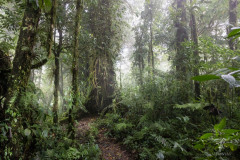 Santa-Elena-Cloud-Forest-Reserve-V
