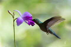 Scaly-breasted-Hummingbird-II