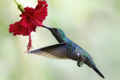 Scaly-breasted-Hummingbird-IV