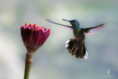 Scaly-breasted-Hummingbird-IX