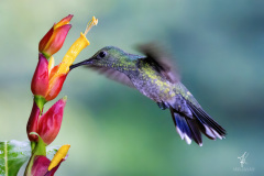 Scaly-breasted-Hummingbird-VII