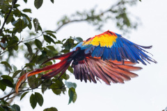 Scarlet-Macaw-I