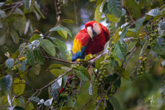 Scarlet-Macaw-II