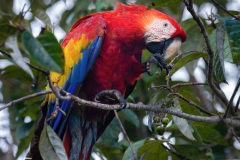 Scarlet-Macaw-IV