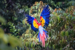 Scarlet-Macaw-V