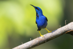 Shining-Honeycreeper