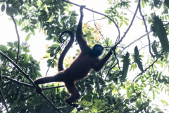 Spider-Monkey-I