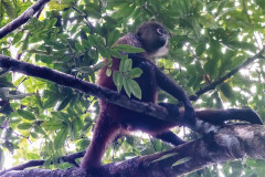 Spider-Monkey-II