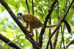 Squirrel-Monkey